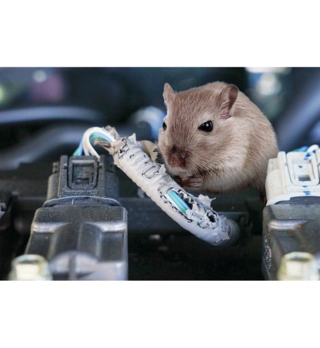 Repellente roditori ad ultrasuoni basso consumo 12V